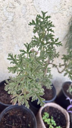 Live citronella plant
