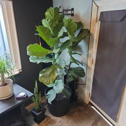 Triple Fiddle Leaf Fig Very Happy And Healthy Looking For New Home Gift Worthy