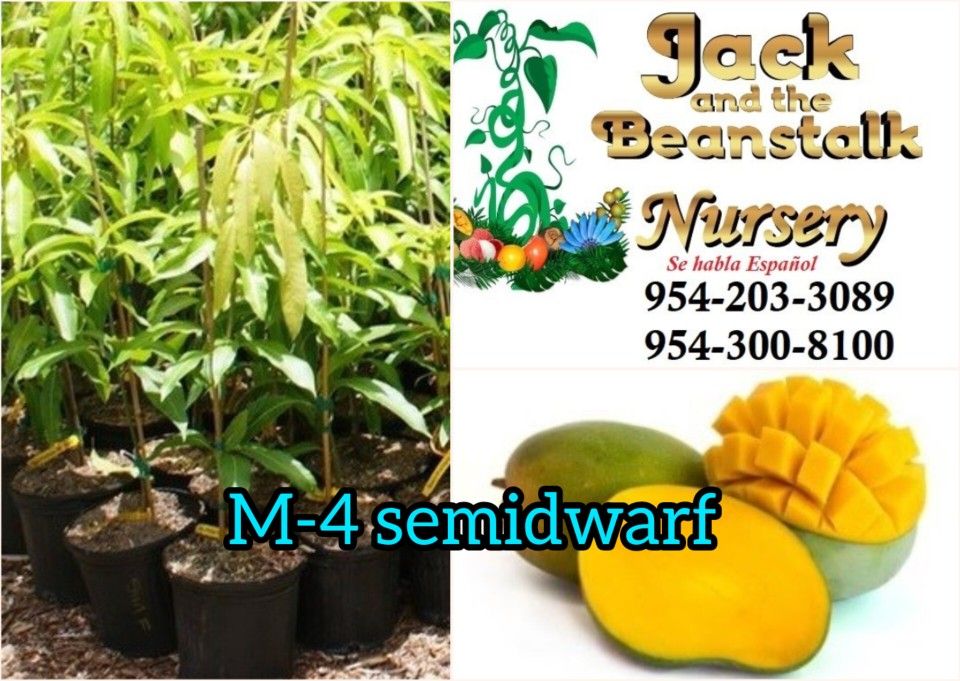 M4 Mango Dwarf Grafted Trees 3gal