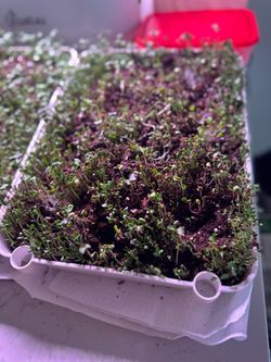 Organic Microgreen Salad Mix