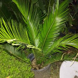 Sago Palms