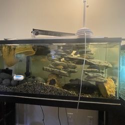 Fish Tank And Stand