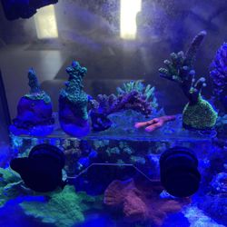 Various Ornamental Corals