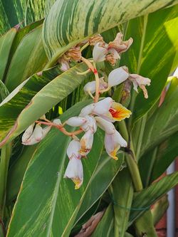 Variegated tropical plant that produces beautiful clusters of white flowers. One plant per pot.