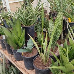 Rare SUCCULENT /  SANSEVIERIA SUMMER SALE!!!
