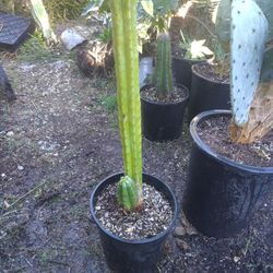 San Pedro Cactus Plant