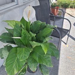 Plants For Sale 