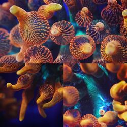 Colorado Sunburst Anemone 4-5 inches