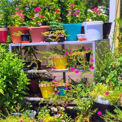 Plant Sale Prices Starting $2.  -$10