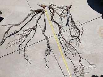MANZANITA BRANCHES