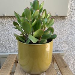 Small Jade Plant
