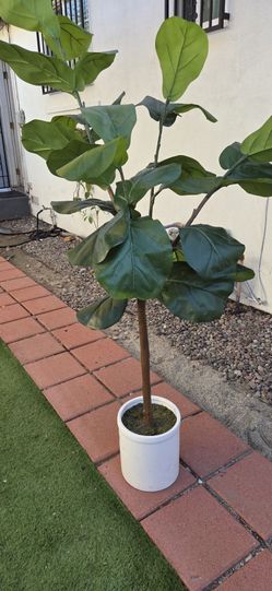 Plant