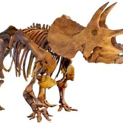 NEW FOSSIL JEWELRY EDMONTOSAURUS, ANKYLOSAURUS, TRICERATOPS, 