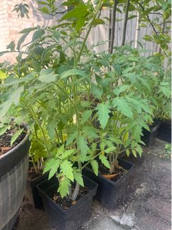 Seedlings