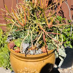 A Big Ceramic Pot Of Arrangements Succulents