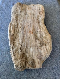 Large Natural Raw California Beach Light Shaded Driftwood for Aquarium Terrarium