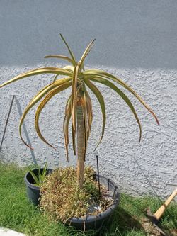 Aloe tree
