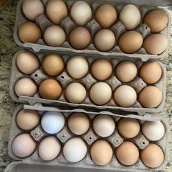 🎀🥚 Pretty Eggs From Happy Hens 🎀🥚