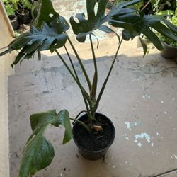 Big  Monstera Delisiosa Plant 