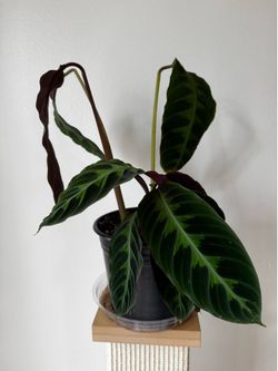 Calathea jungle velvet plant