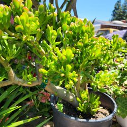 Crassula ovata, commonly known as jade plant, lucky plant, money plant or money tree succulent plant