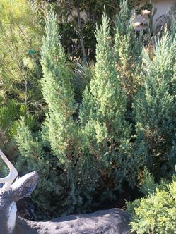 Pine plants.