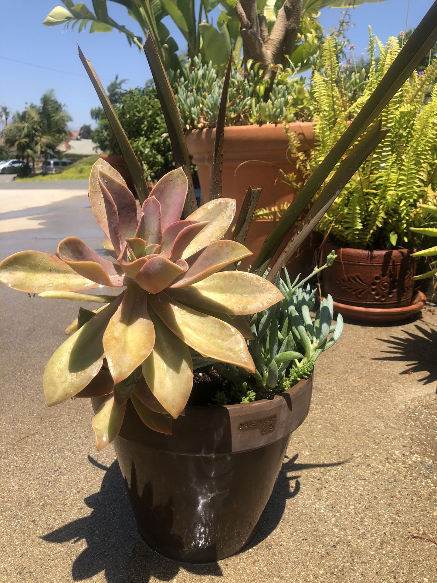 Pretty succulents with brown terra cotta pot