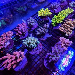 🔥CORALS DECORATIONS FOR MARINE TANK OVER 500 CORALS IN STOCK PICK-UP - DELIVERY - SHIP