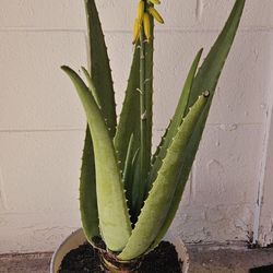 Blooming Aloe Vera Plant Live Medicinal Succulent Skincare Healing Indoor Outdoor Potted