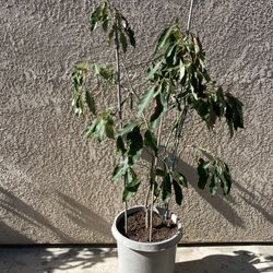 Little Cado Avocado Trees 