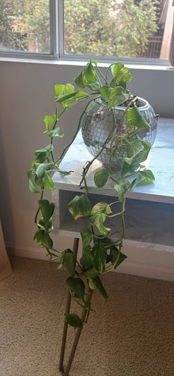 Trailing pothos in a disco ball planter