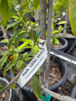 Peach Tree