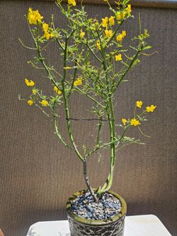 Old Palo Verde Desert Museum Bonsai Tree