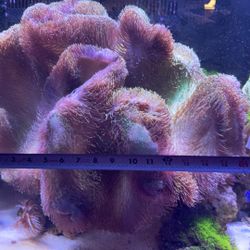 Soft Coral Toadstool XXXL