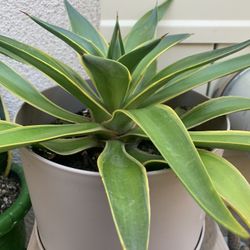 Agave Plant