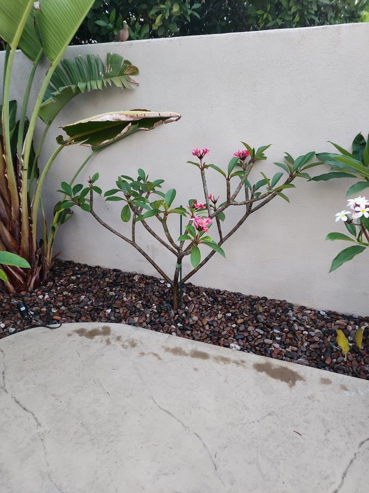 plummeria plants