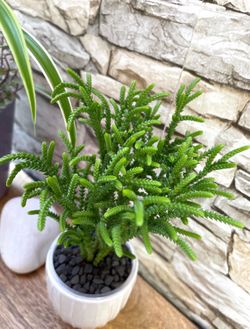 A rare variety of the *Crassula* Succulent Watch Chain, Lizard's Tail, Zipper Plant and Princess Pines) house plant in cute 3.5"H ceramic pot.