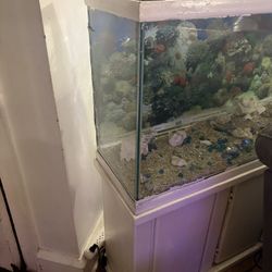 Fish Tank 