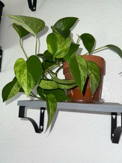 Marble Queen Pothos - Live indoor plant