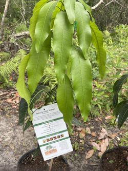 Valencia Pride 3 Gal Grafted Mango