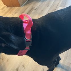 Military Tactical Collar