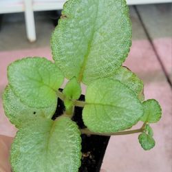Episcia In A 3.5" Pot