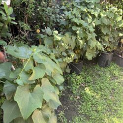 Chayotes 3 Feet Long Ready To Plant $15 Each OR $25 For 2 Plants