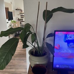 Houseplant 