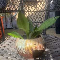 Snake plant with pot Hanging pot