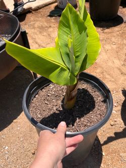 Potted BANANA PLANT 20 gal pot