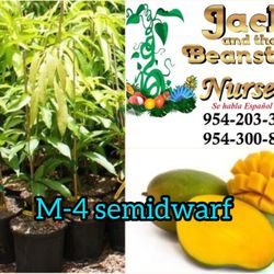 M4 Mango Dwarf Grafted Trees 3gal 