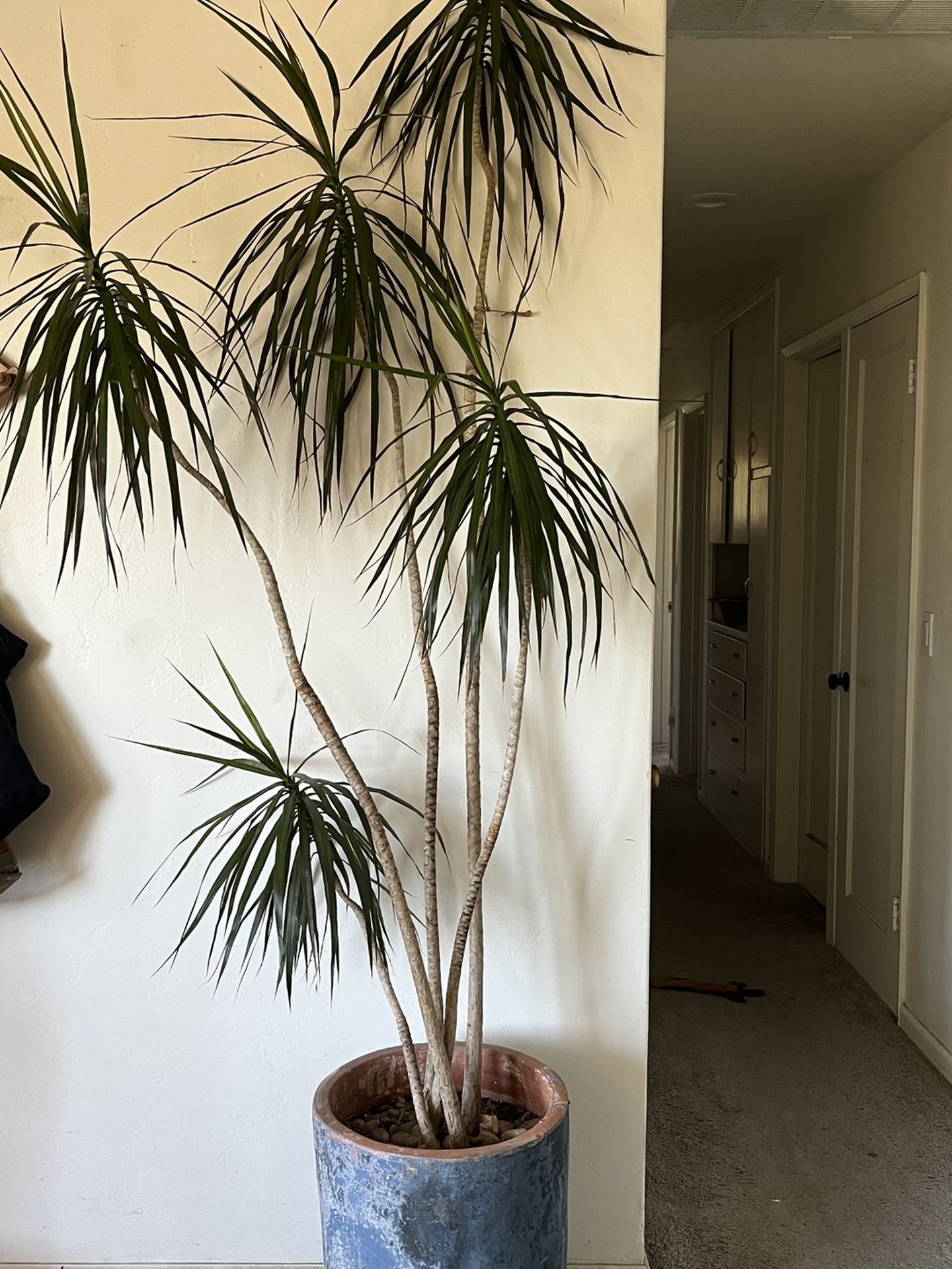 Large House Plant
