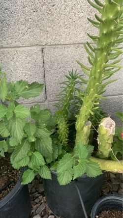 Cactus con lantana salvaje