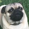 Carlos